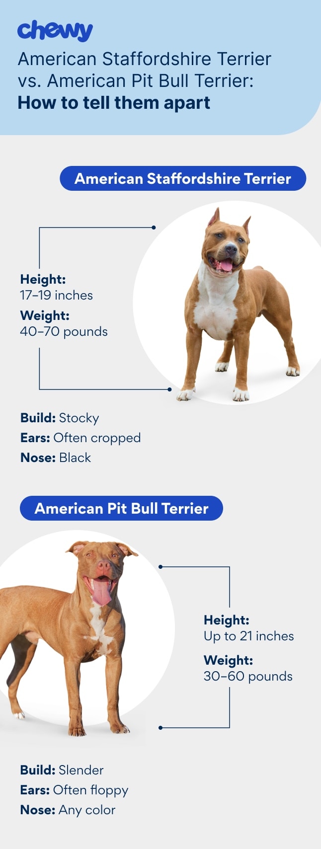Diagram of the differences between AmStaffs vs. Pit Bulls