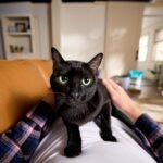 7 Fun Black Cat Facts