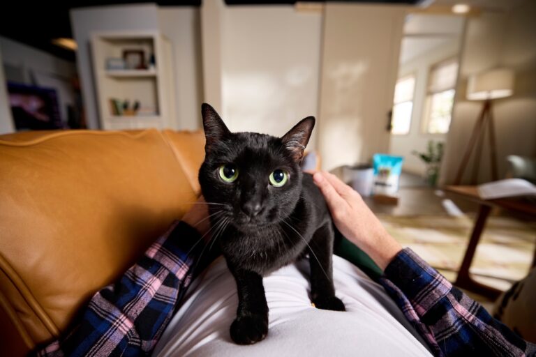A black cat lying on a man's chest. learn about black cat facts.