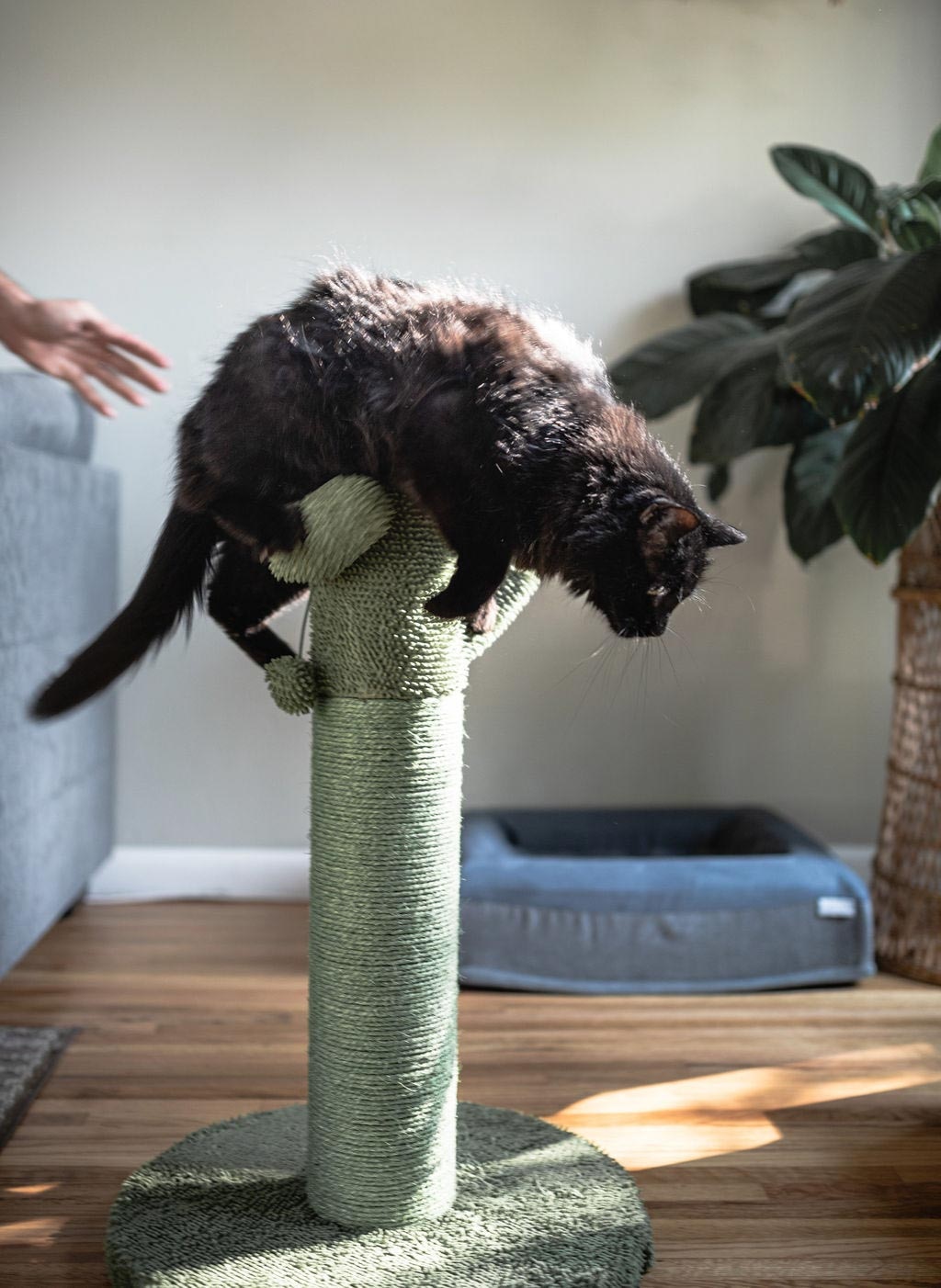 A black cat climbing on a scratching post