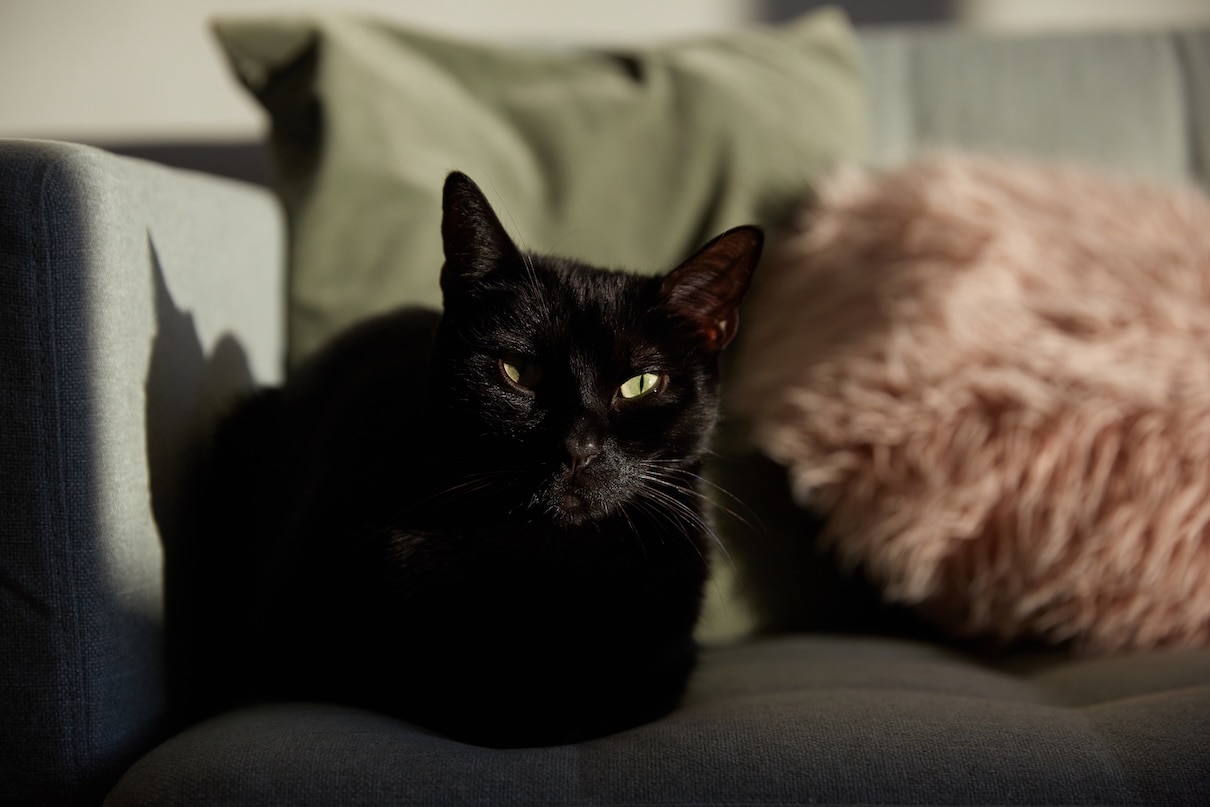 A black cat loafing and slow blinking on a couch