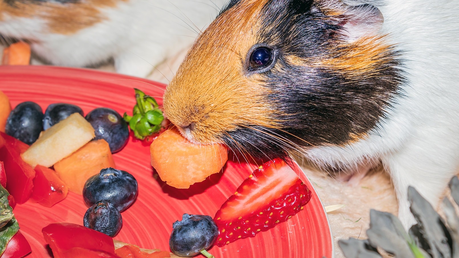 Curated visual reference: Gallery Detail: Can Guinea Pigs Eat Blueberries