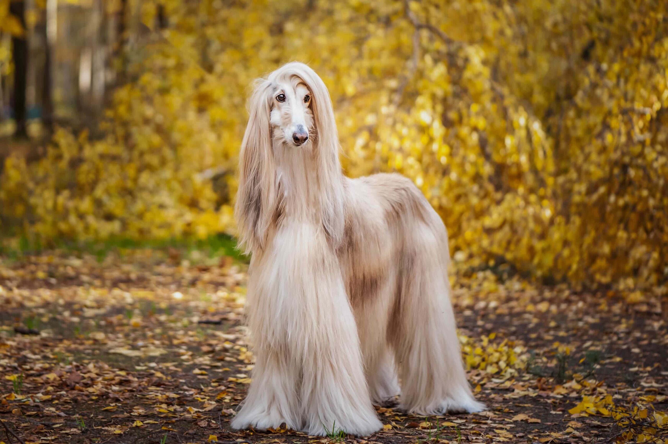 An Afghan Hound, a hound dog, standing in front of an autumn hiking trail