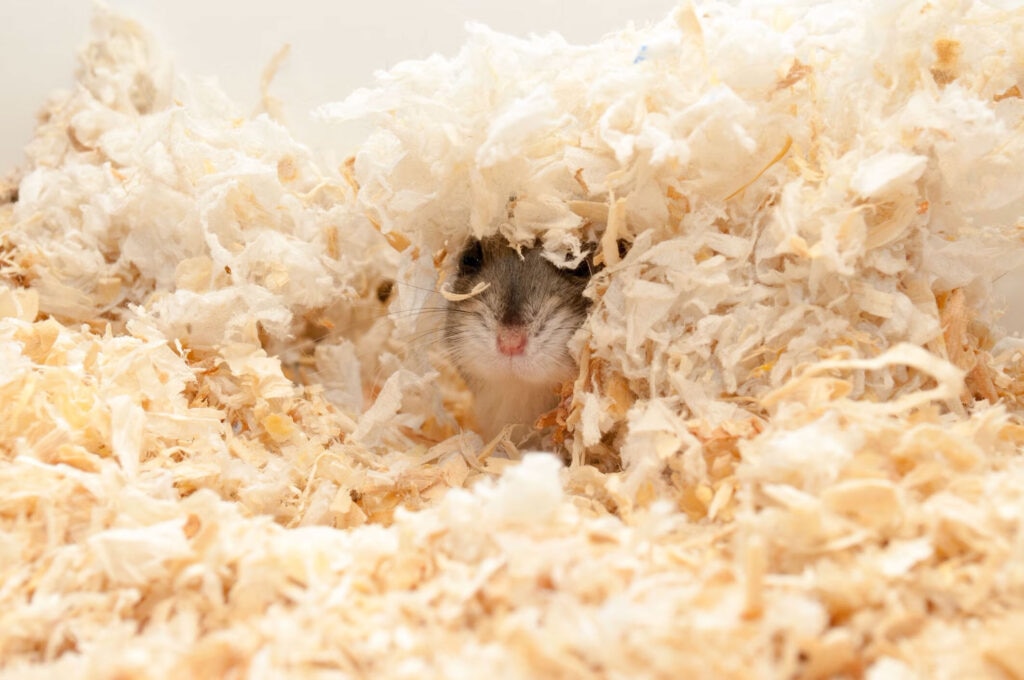 Hamster jiding in bedding. The best hamster bedding provides absorption, insulation, and odor control.