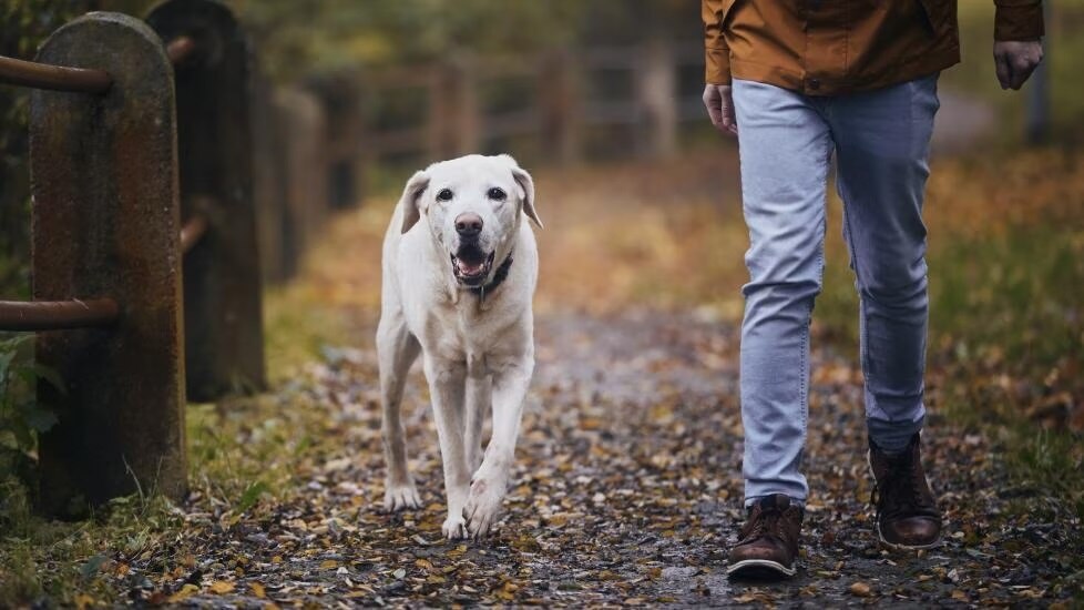 View of 8 Best Supplements for Senior Dogs in 2026 | PetMD