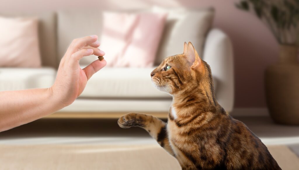 Person giving cat a treat. The best cat treats are nutritious.