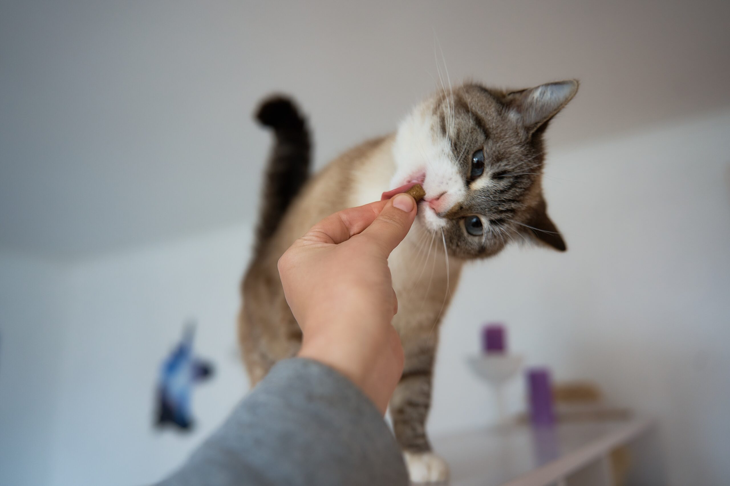 Cat on counter being given a chew. The best cat probiotics come in different forms, like chews, powders, pastes and capsules.