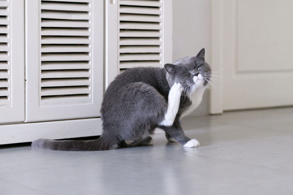 A gray and white cat scratching. The best flea medications can help stop itching by killing and preventing fleas.