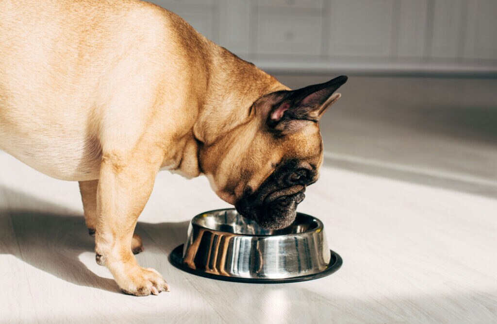 best dog food for weight loss; dog eating out of bowl
