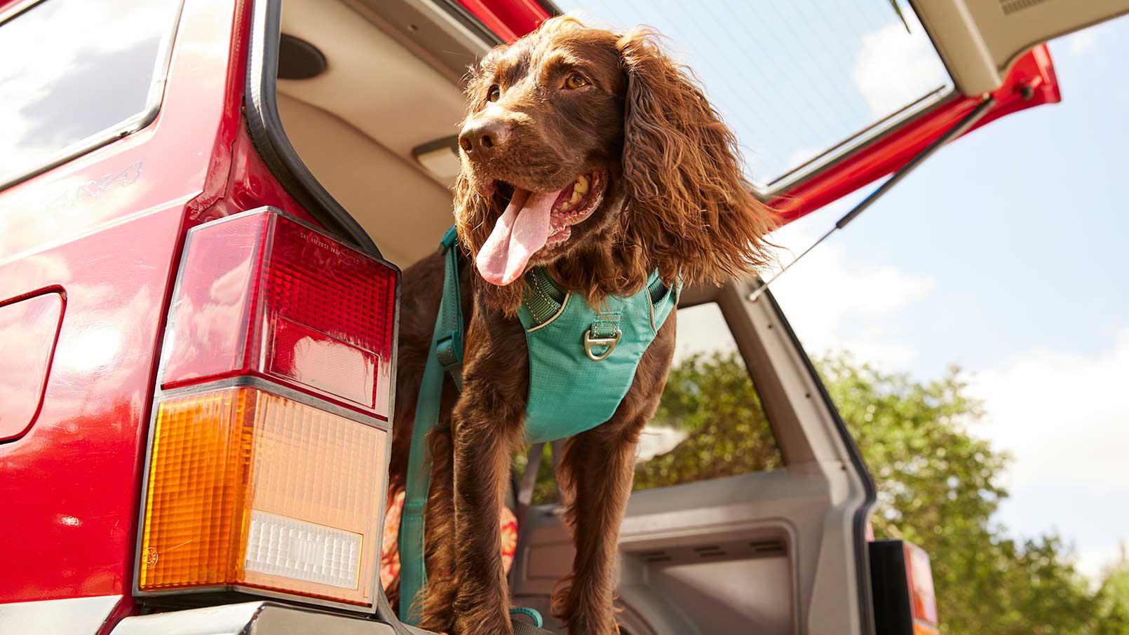 Hot dogs running country song Store