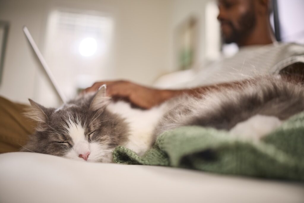 Do cats dream? a fluffy gray and white cat sleeps next to his human