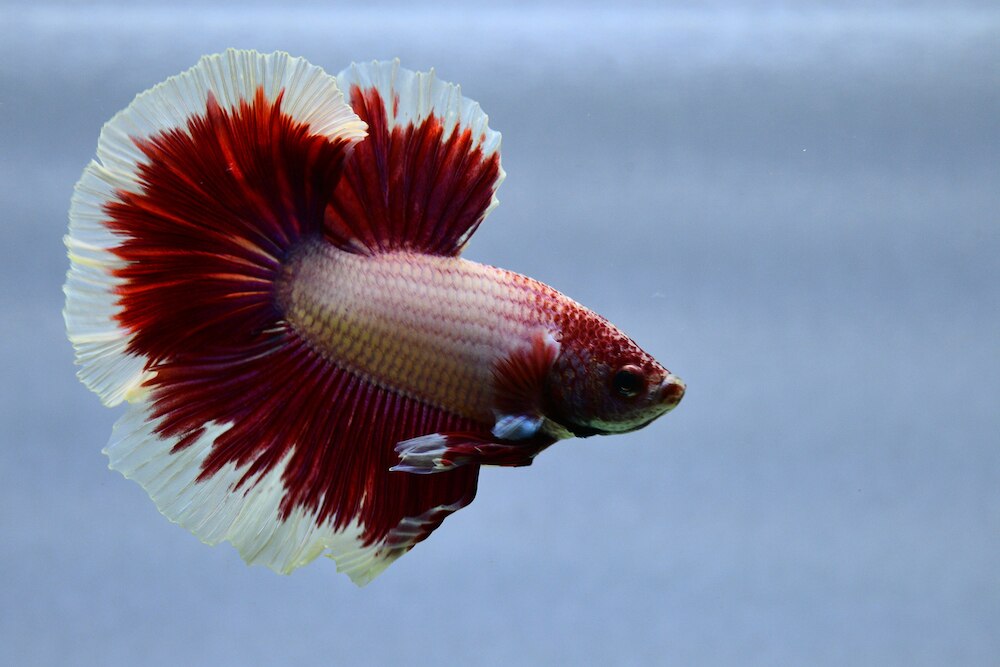 Red betta