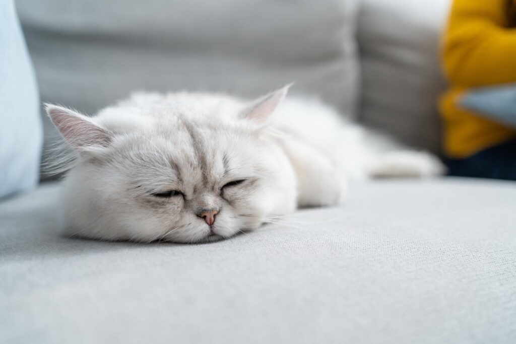 silver persian cat lying down on a gray couch