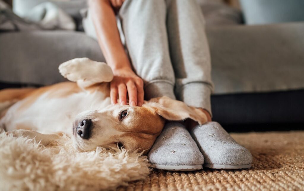 Dog slippers