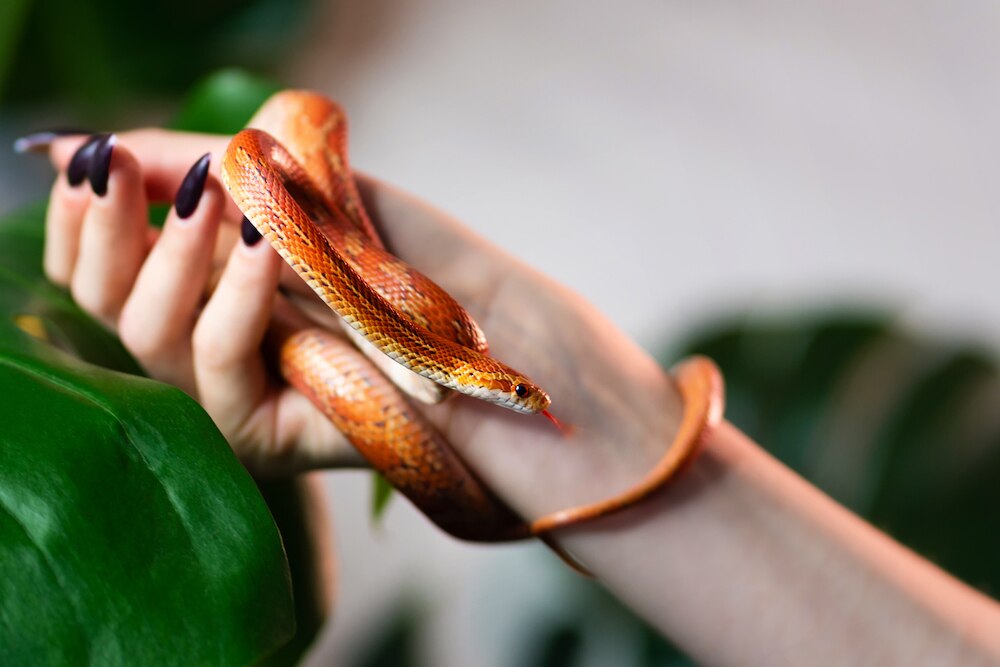 Corn snake