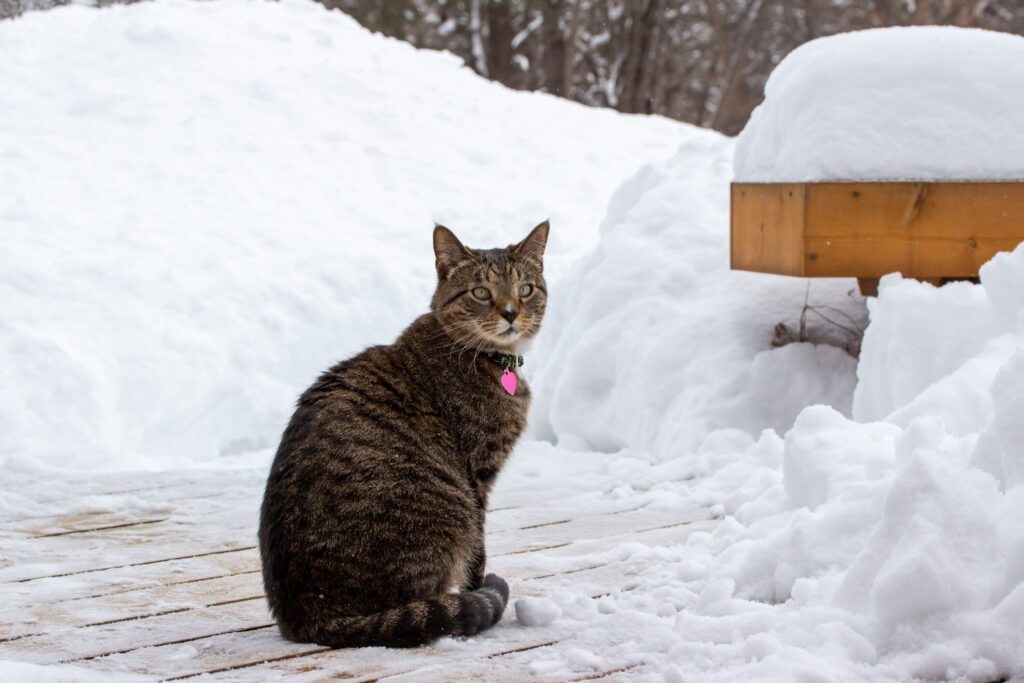 antifreeze poisoning in cats; cat sits outside during winter