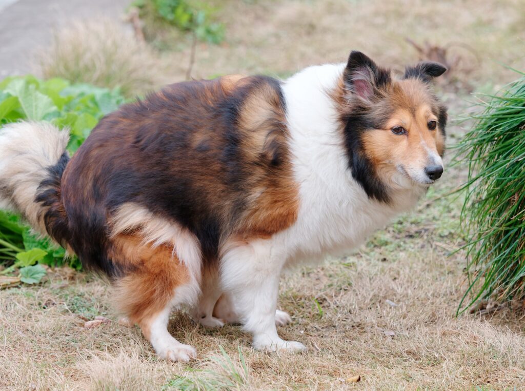 what can I give my dog for constipation; a dog straining to poop.