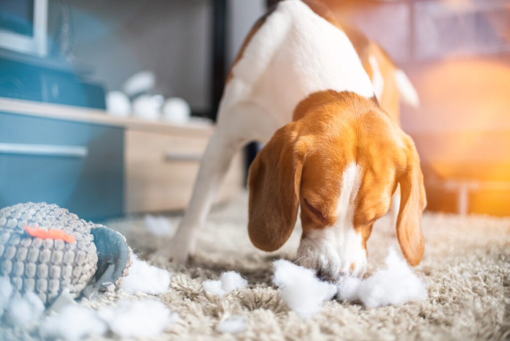 my dog ate a battery; beagle dog sniffs a broken toy on the floor.
