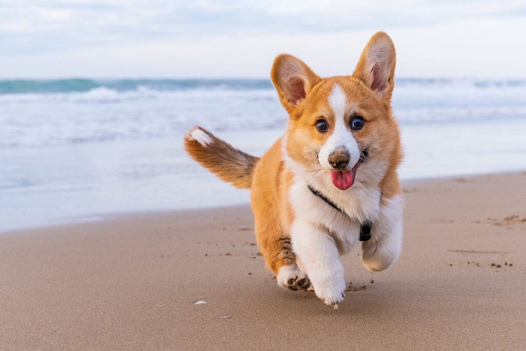 A Corgi runs on the beach.