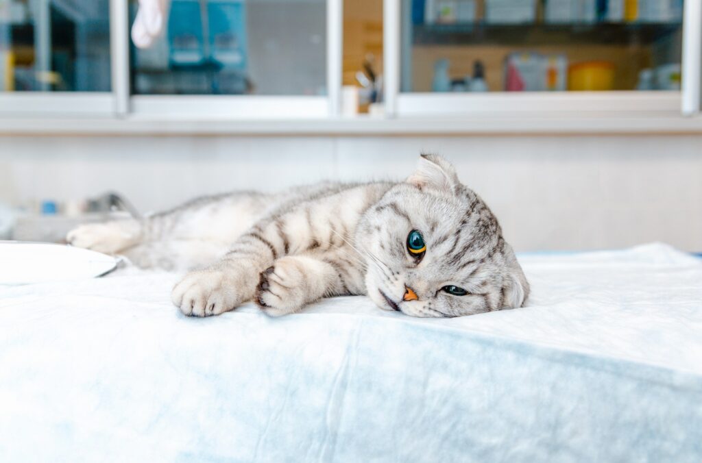 Cat Cancer Spas And Retreats Reference: 10 Signs Of Cancer In Cats What To Look For