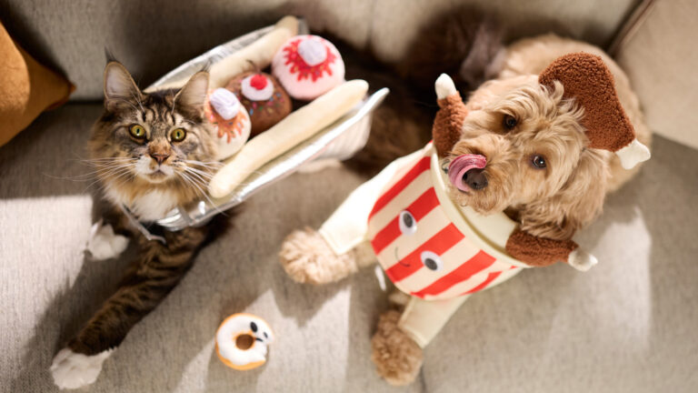 A dog and a cat wearing costumes, ready to practice Halloween pet safety