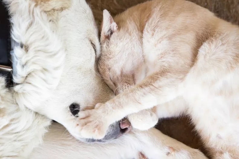 Learn about the signs of cancer in your dog