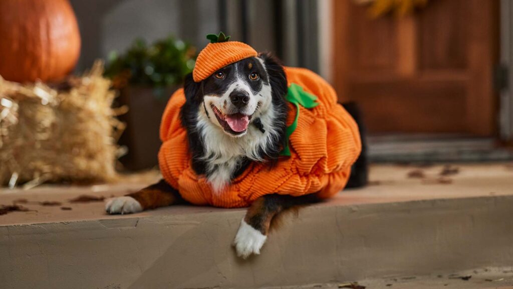 A dog in a pumpkin costume representing Halloween pet safety