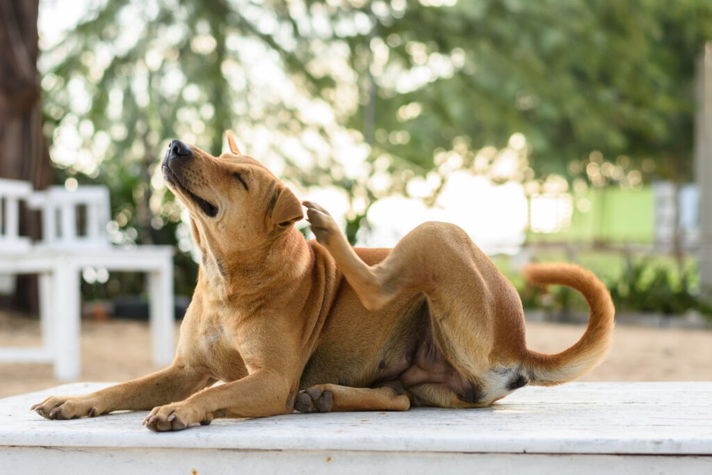 dog dry skin; a dog scratches themselves to relieve dry skin on dogs.