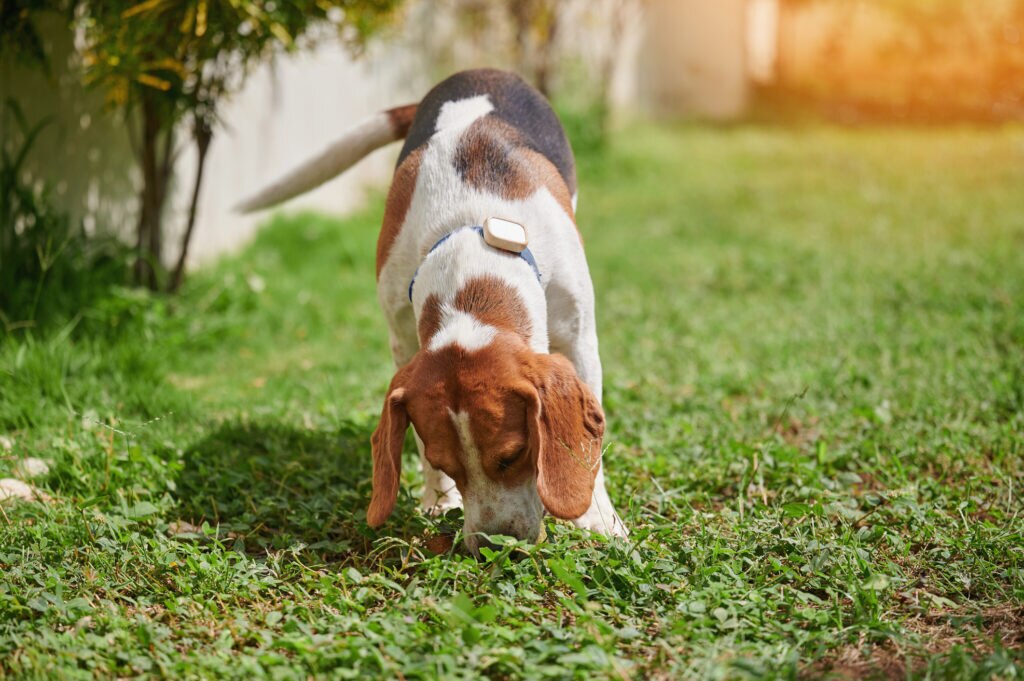 what to do if dog eats mushroom;beagle dog sniffing grass in backyard.