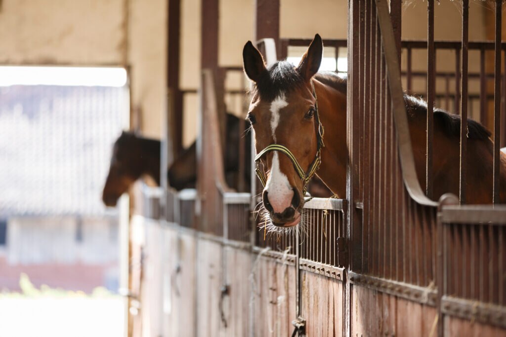 horse looks out of stable in barn