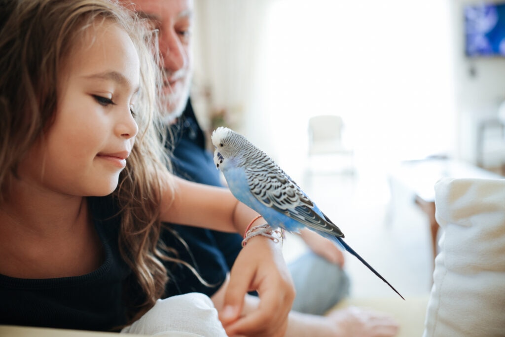 little girl looking at pet blue bird perched on forearm.