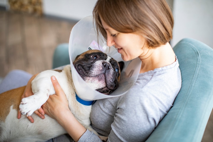 A woman holds a smiling Bulldog, who is wearing a recovery cone. Learn whether you can use ice packs for dogs.