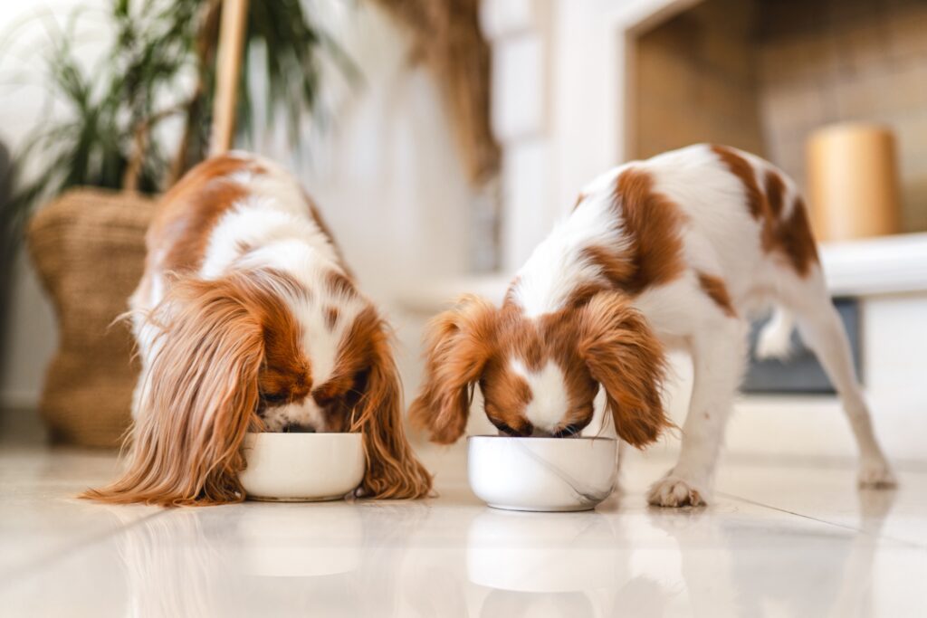 two cavalier king charles spaniels eating from white dog food bowls