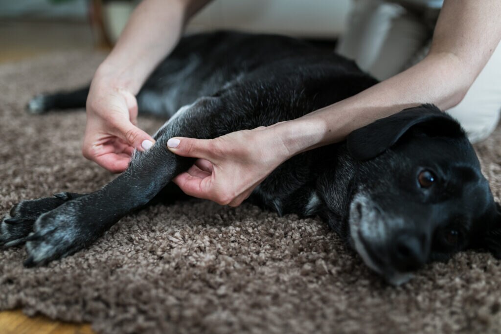 how to massage your dog; dog gets massage at home while lying on floor.