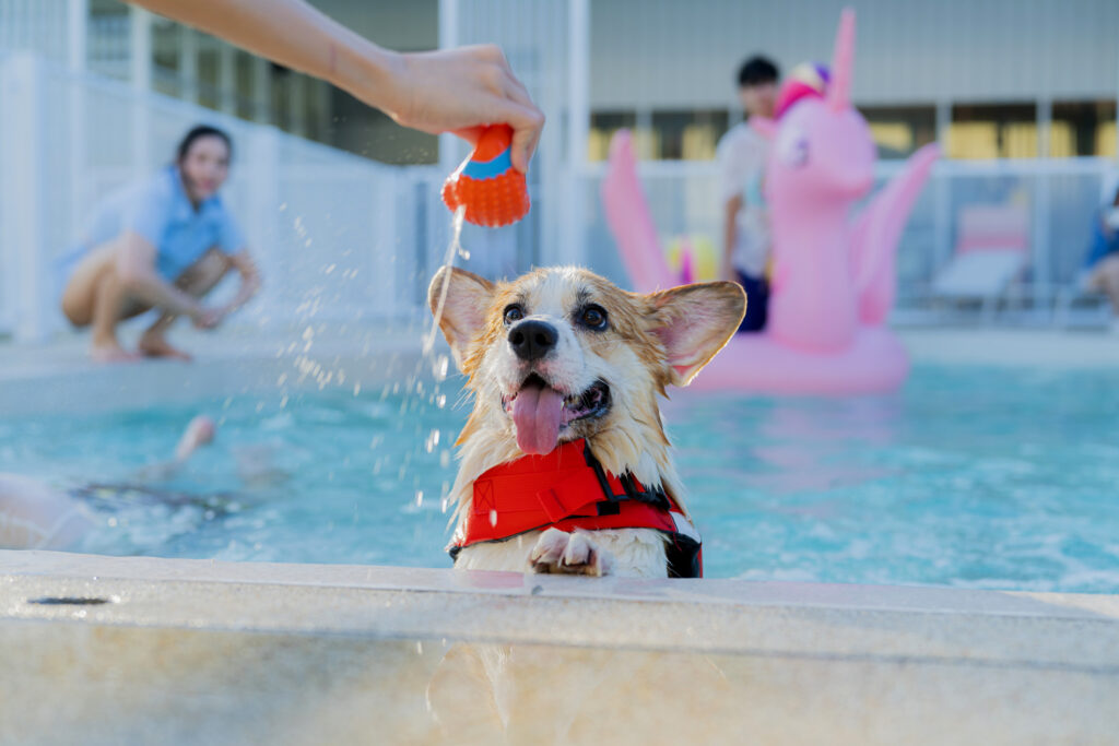 My dog drank pool water now what; cute corgi waits for ball to be thrown during dog pool time