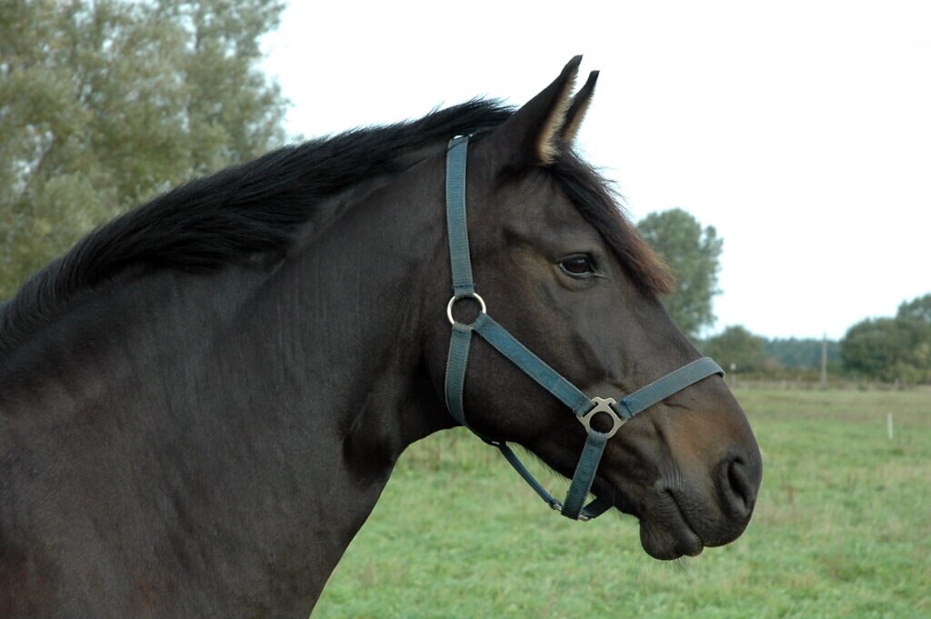 Horse stock photo