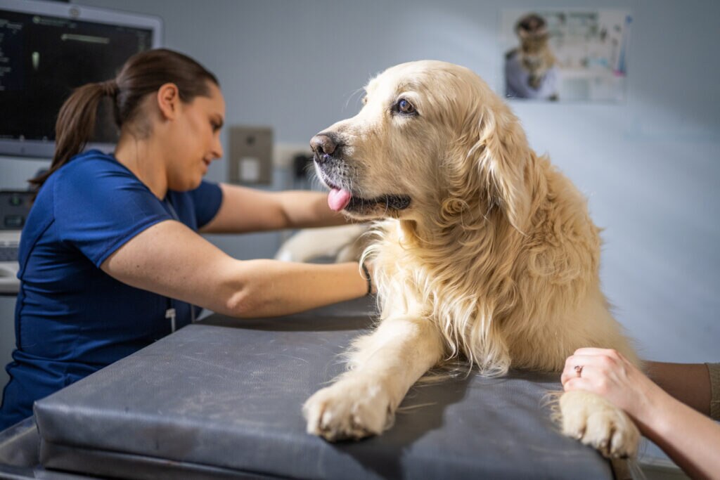 cancer screenings for dogs; a vet examines a dog during a cancer screening assessment at the vet office