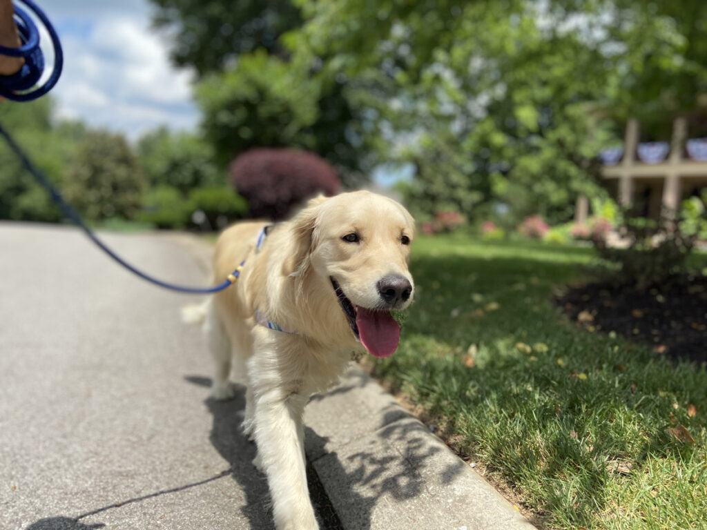 golden-puppy-on-a-walk