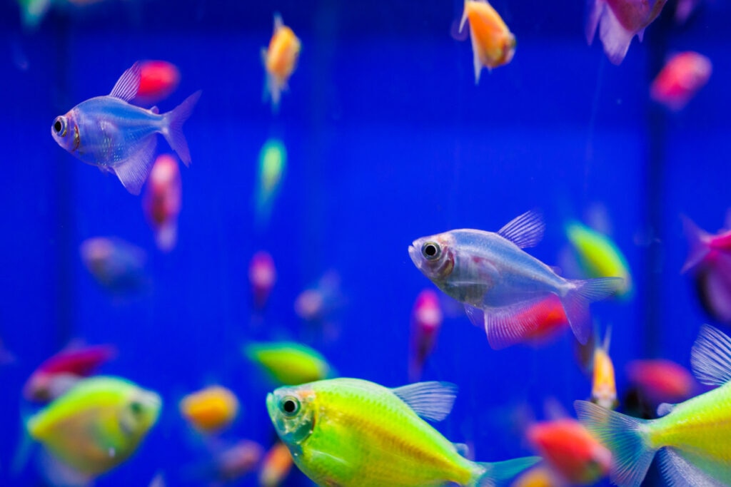 Glofish in tank