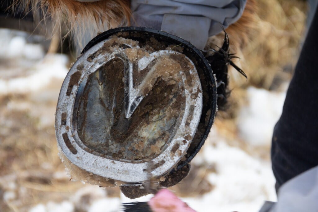 person fitting a shoe onto a horse's hoof