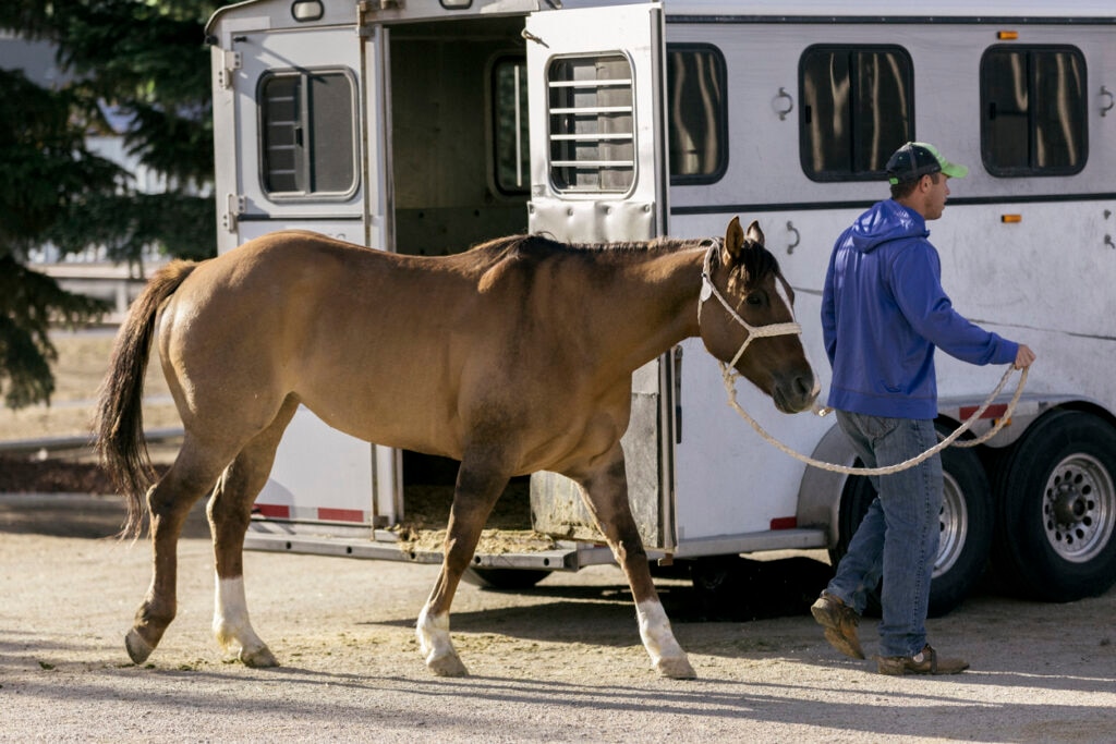 Horse trailer
