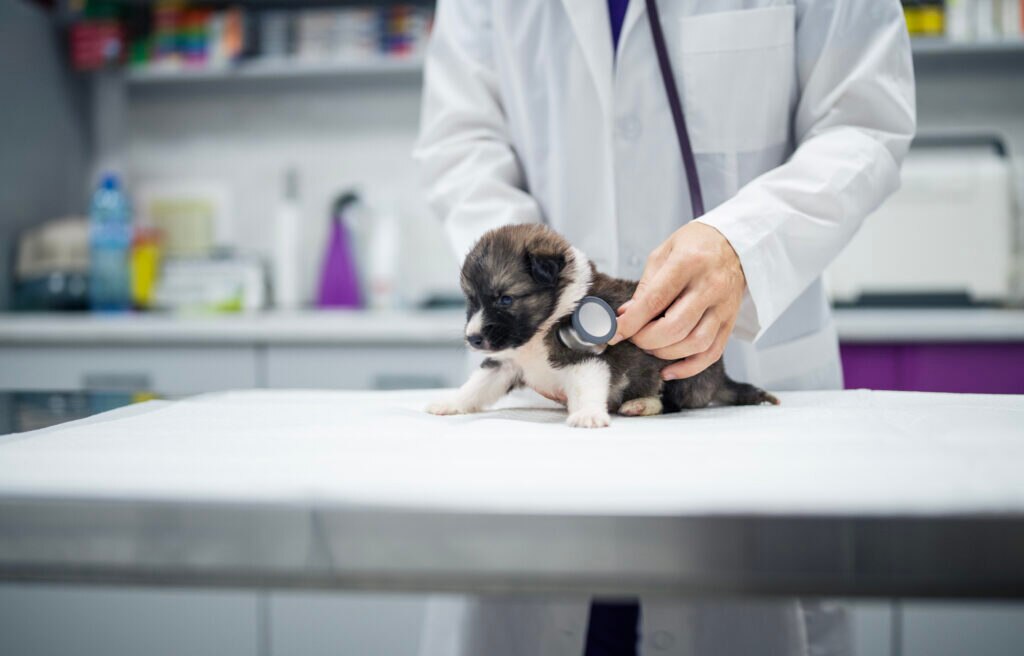 parvo in dogs and puppies; a puppy with parvo is examined by a vet.
