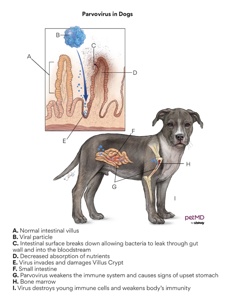 parvo; a diagram of what parvovirus looks like in dogs, and how a dog's system is affected by parvovirus.