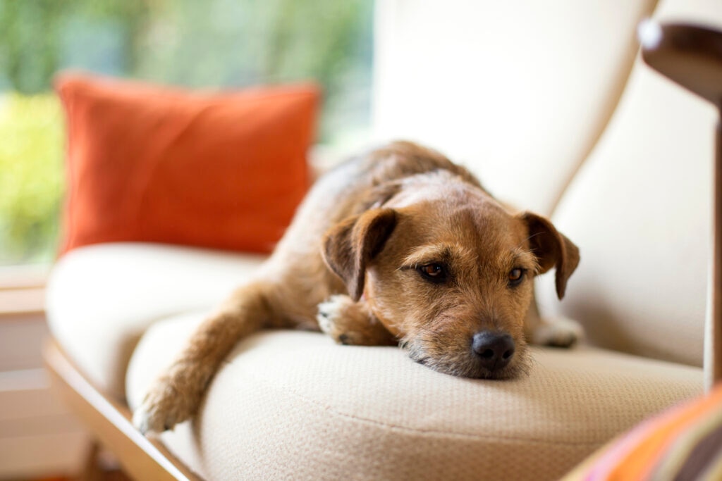 A sleepy dog lays on his sofa.