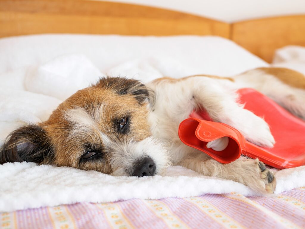 A scruffy terrier lying in bed with a warm compress for dogs under his leg.