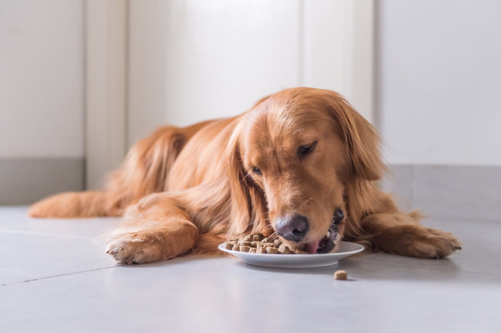 golden-retriever-lays-on-floor-eating-out-of-dish