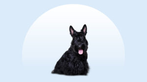 Scottish Terrier