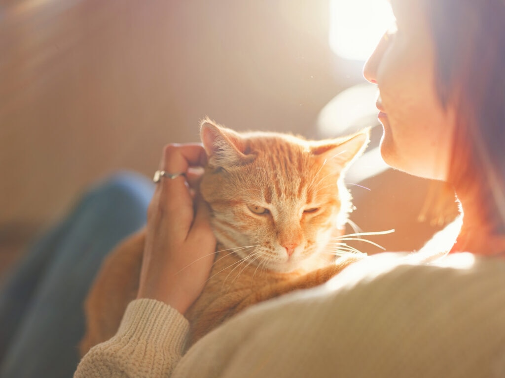 hospice and palliative care for cats