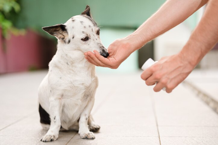 A dog looking into the camera. Find out if vitamin b12 is good for dogs.