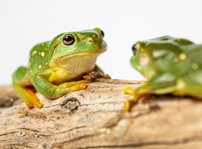 Green tree frogs looking at each other